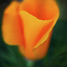 Upright by Ursula Abresch