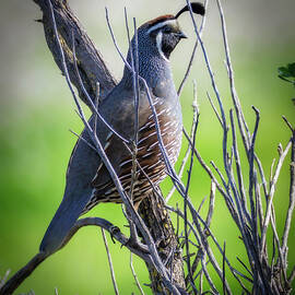 California Quail by Joe Fisher