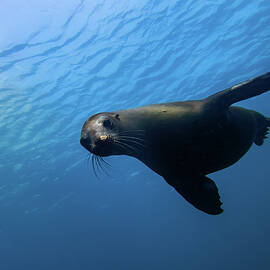 California Sea Lion by Brian Weber