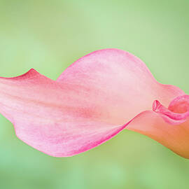 Calla Curves by Elvira Peretsman