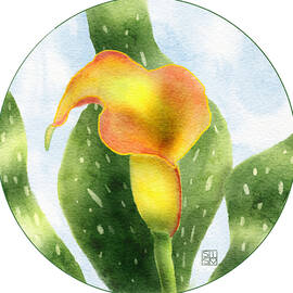 Calla Lily by Snow Iris Studio