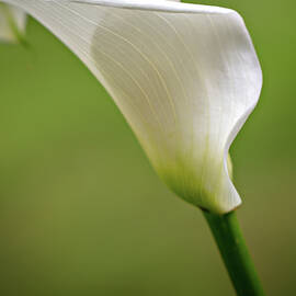 Calla by Mary Jo Allen