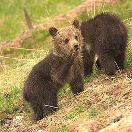 Calling The Others by Adam Jewell