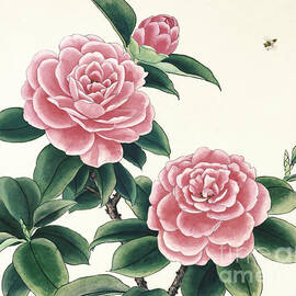 Pink Camellias I by Ren Yu