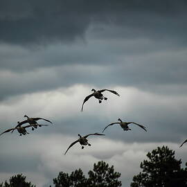 Canada Geese With Feet Dangling by Dale Kauzlaric