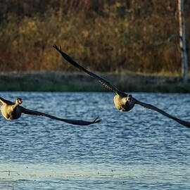 Canada Goose Guarding The Pond by Dale Kauzlaric