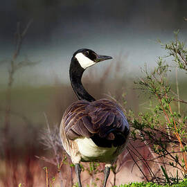 Canada Goose in Natural Habitat by Thomas Nay