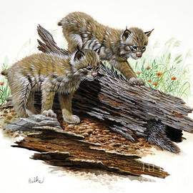 Canada Lynx Kittens by Don Balke