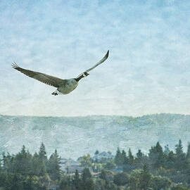 Canadian Goose Above Salmon Arm by Mary Lee Dereske