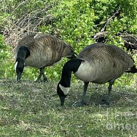 Canadian Goose by Catherine Wilson