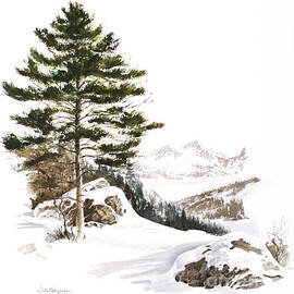 Canadian White Pine Tree In Winter by John Tayson