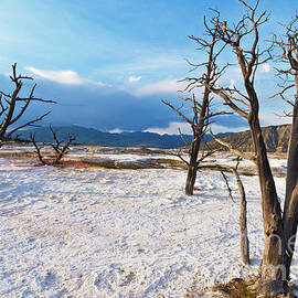 Canary spring, Mammoth Hot Springs, Yellowstone National Park, Wyoming, USAs by Neale And Judith Clark