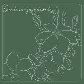 Cape Jasmine by Gina Harrison