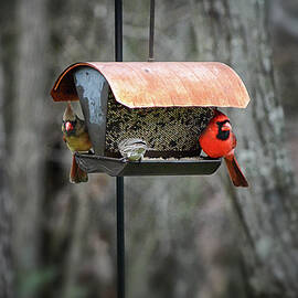 Cardinal Couple by Steven Nelson