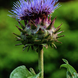 Cardoon by Flees Photos