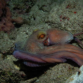 Caribbean Reef Octopus on the move by Brian Weber