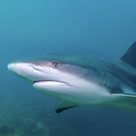 Caribbean Reef Shark fly-by by Brian Weber