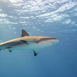 Caribbean Reef Shark in the blue by Brian Weber