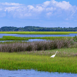Carolina Salt Marsh
