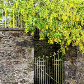 Cascading Yellow Laburnum by Shirley Mitchell