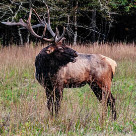 Cataloochee Valley Elk  by Flees Photos