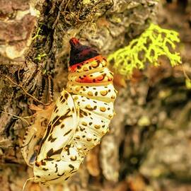 Caterpillar chrysalis on Tree Bark by Bruce Block