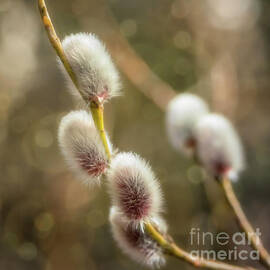 Catkins by Veikko Suikkanen