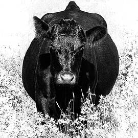 Cattle 11A by Sally Fuller