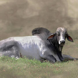 Cattle 13A by Sally Fuller