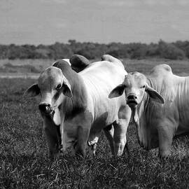 Cattle 15B by Sally Fuller