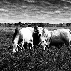 Cattle 2C by Sally Fuller