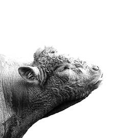 BULL Cattle 5B by Sally Fuller