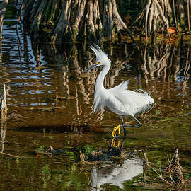 Cattle Egret by Chris Allmendinger
