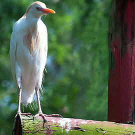 western cattle egret on a pole by Flees Photos