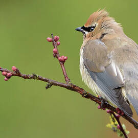 Cedar Waxwing Perched on a Twig with Flower Buds by Nancy Gleason