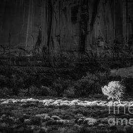 Center Stage  by Dodie Ross