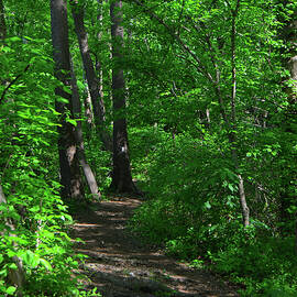 Central Virginia Green Tunnel by Raymond Salani III