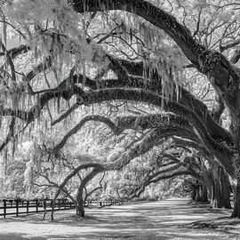 Centuries Bent Low by Maryanne Keeling