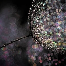 Chandelier by Ursula Abresch