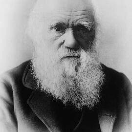 Charles Darwin by Elliott and Fry by The Luxury Art Collection