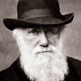 Charles Darwin in 1880 by The Luxury Art Collection
