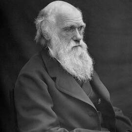 Charles Darwin by The Luxury Art Collection