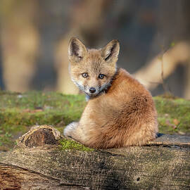 Charmer by James Overesch