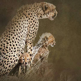 Cheetah 10A by Sally Fuller