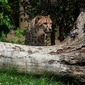 cheetah by a tree by Flees Photos