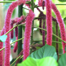 chenille plant by Flees Photos