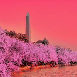 Cherry Blossoms at the Tidal Basin by Bruce Block