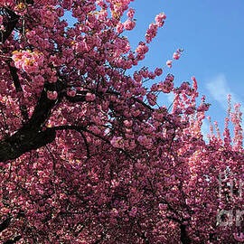 Cherry Blossoms - Blue in the Pink - Floral Gift Idea by Onedayoneimage Photography