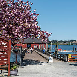 Cherry Blossoms at Coupeville Wharf by Tom Cochran