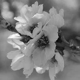 Cherry Blossoms by Matt Halvorson